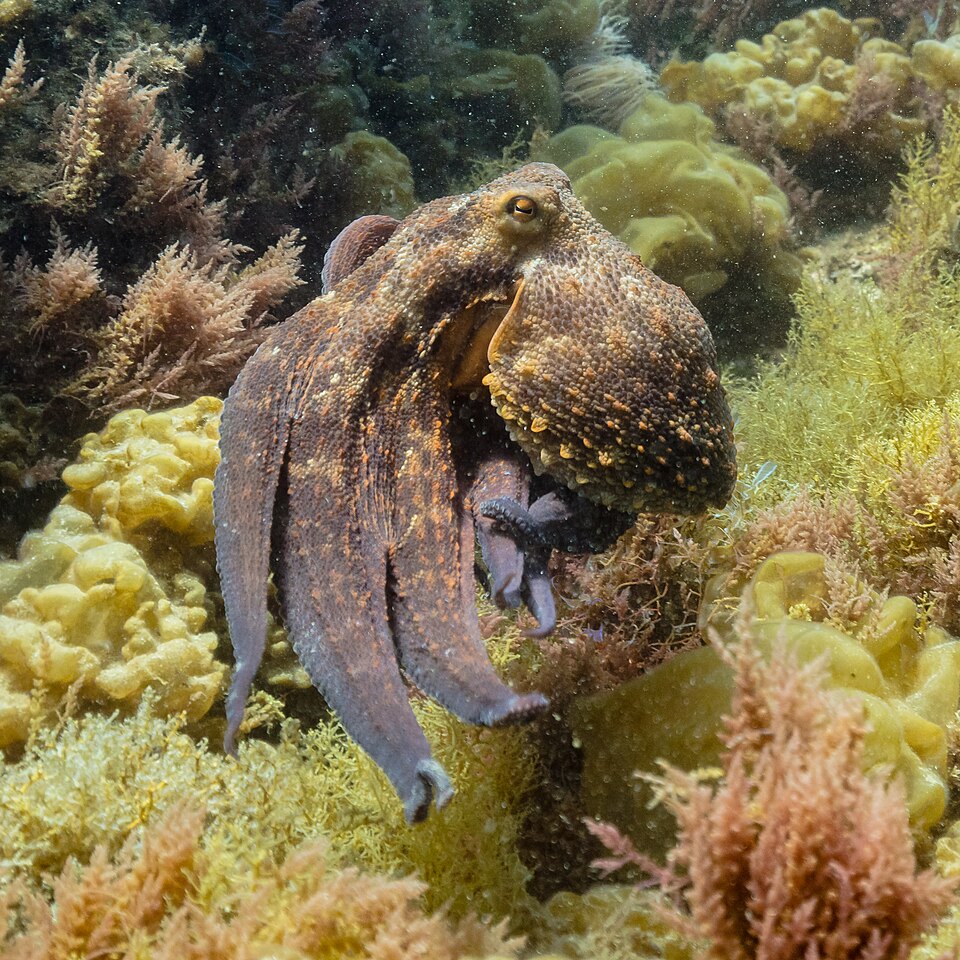 A common octopus resting on the rocky seabed.